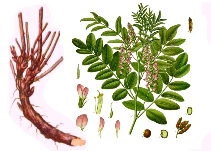 خواص شیرین بیان